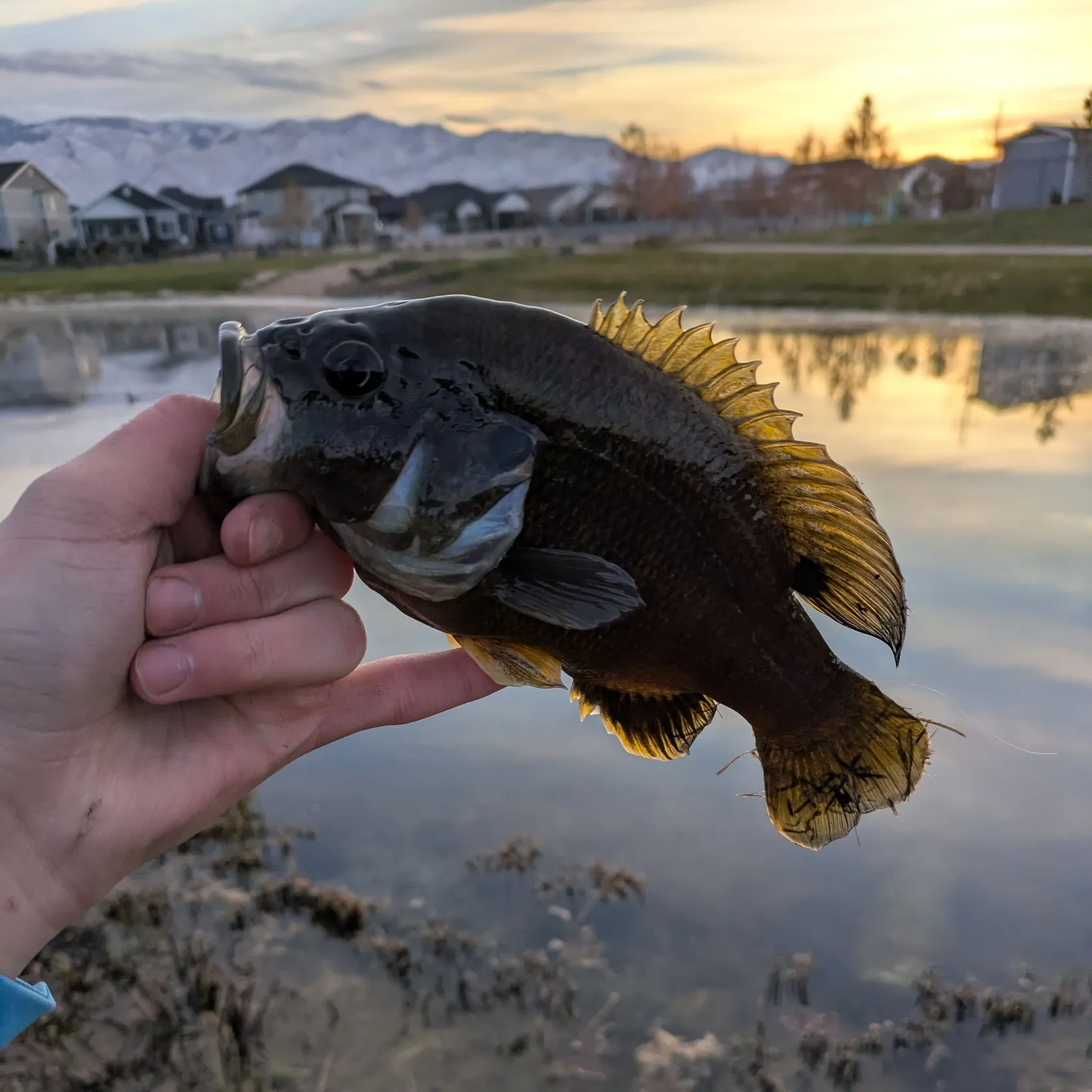 The most recent Green sunfish catches on Fishbrain