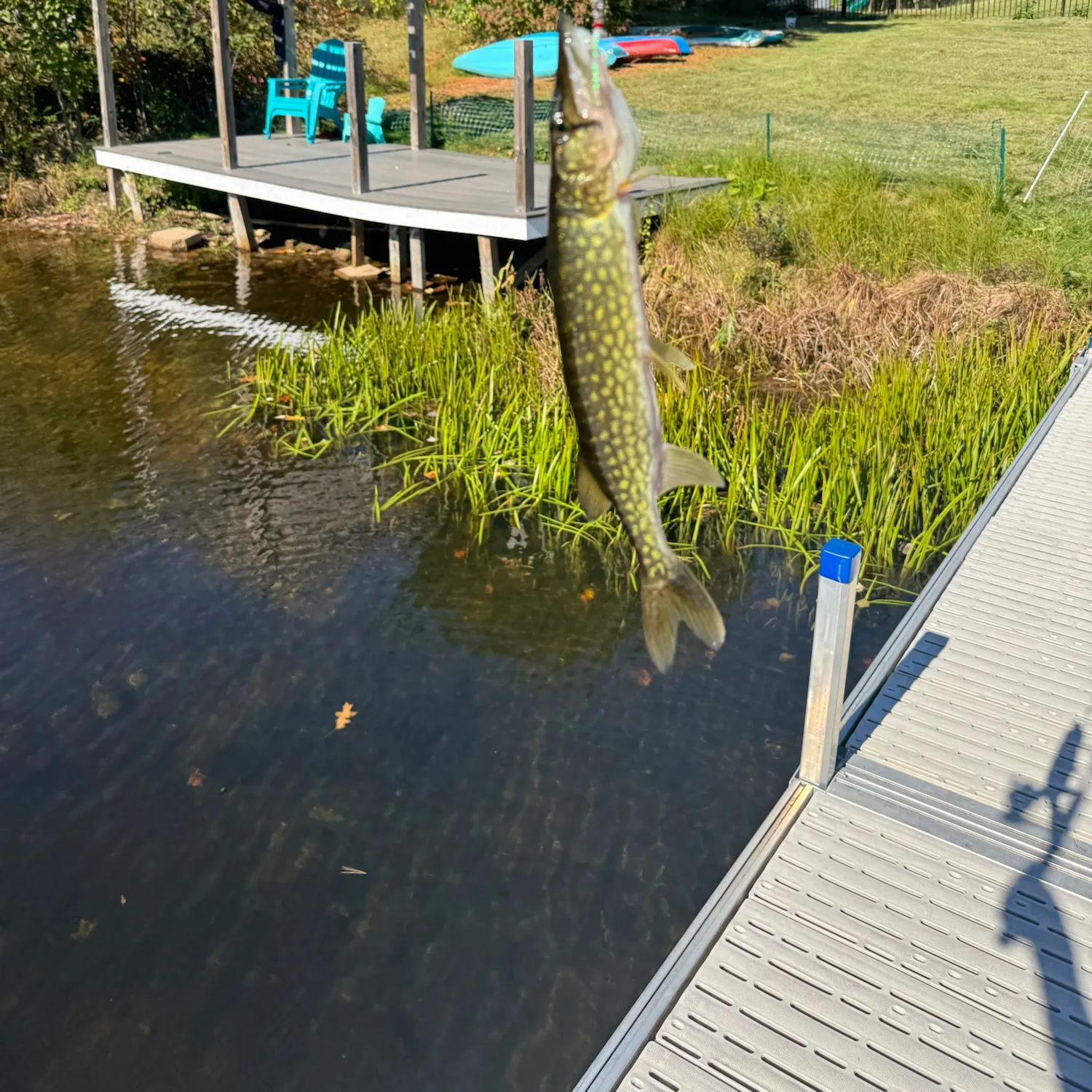 Chain pickerel caught on Fishbrain