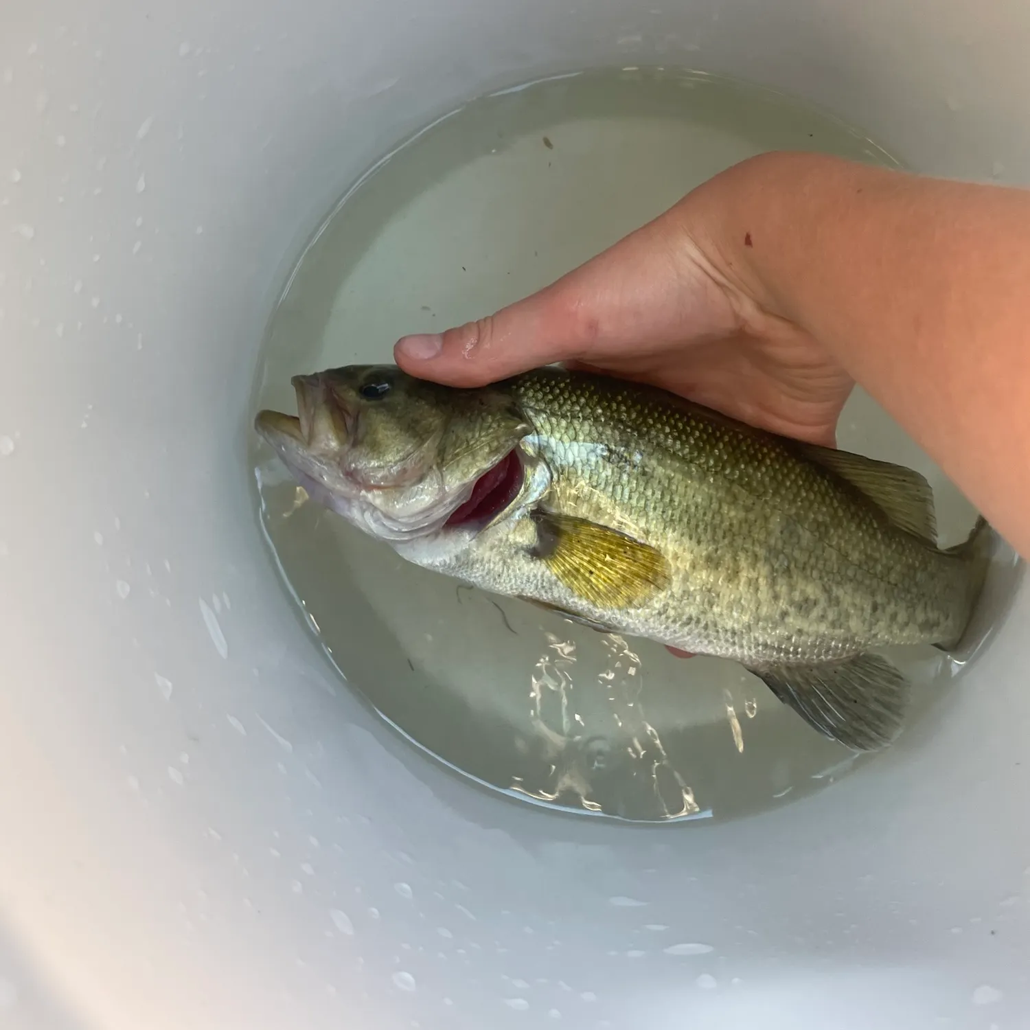 The most recent Largemouth bass catches on Fishbrain