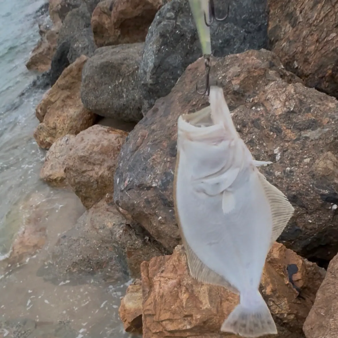 California halibut caught on Fishbrain