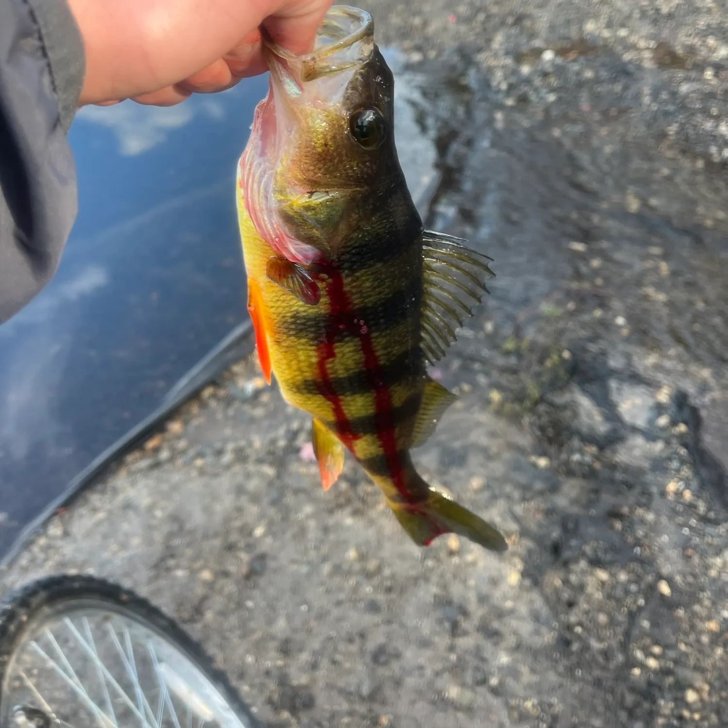 Yellow perch caught on Fishbrain