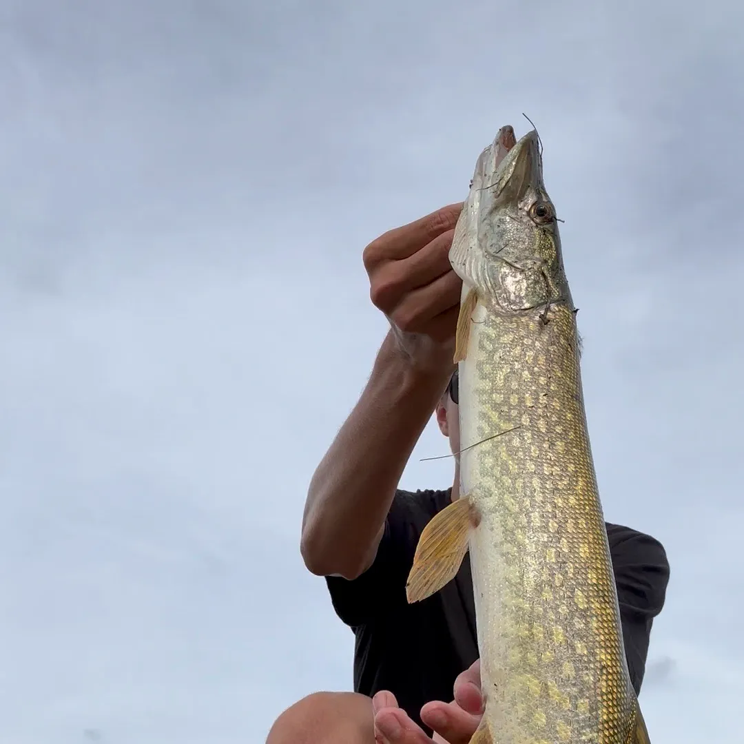 Northern pike caught on Fishbrain