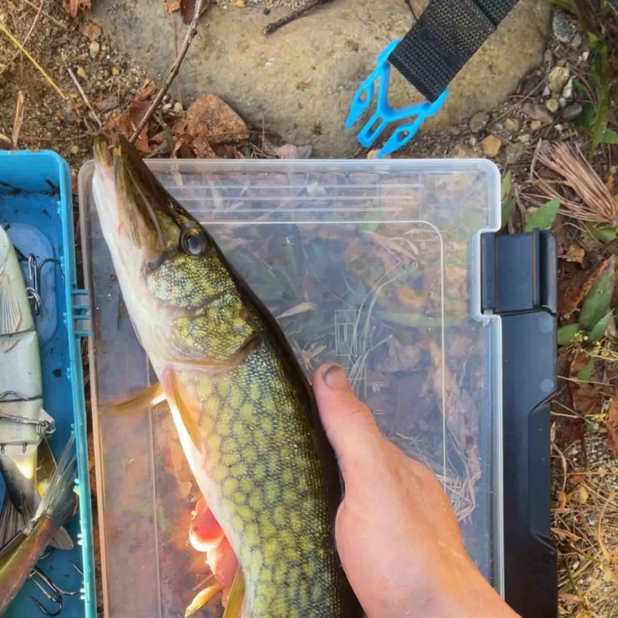 Chain pickerel caught on Fishbrain