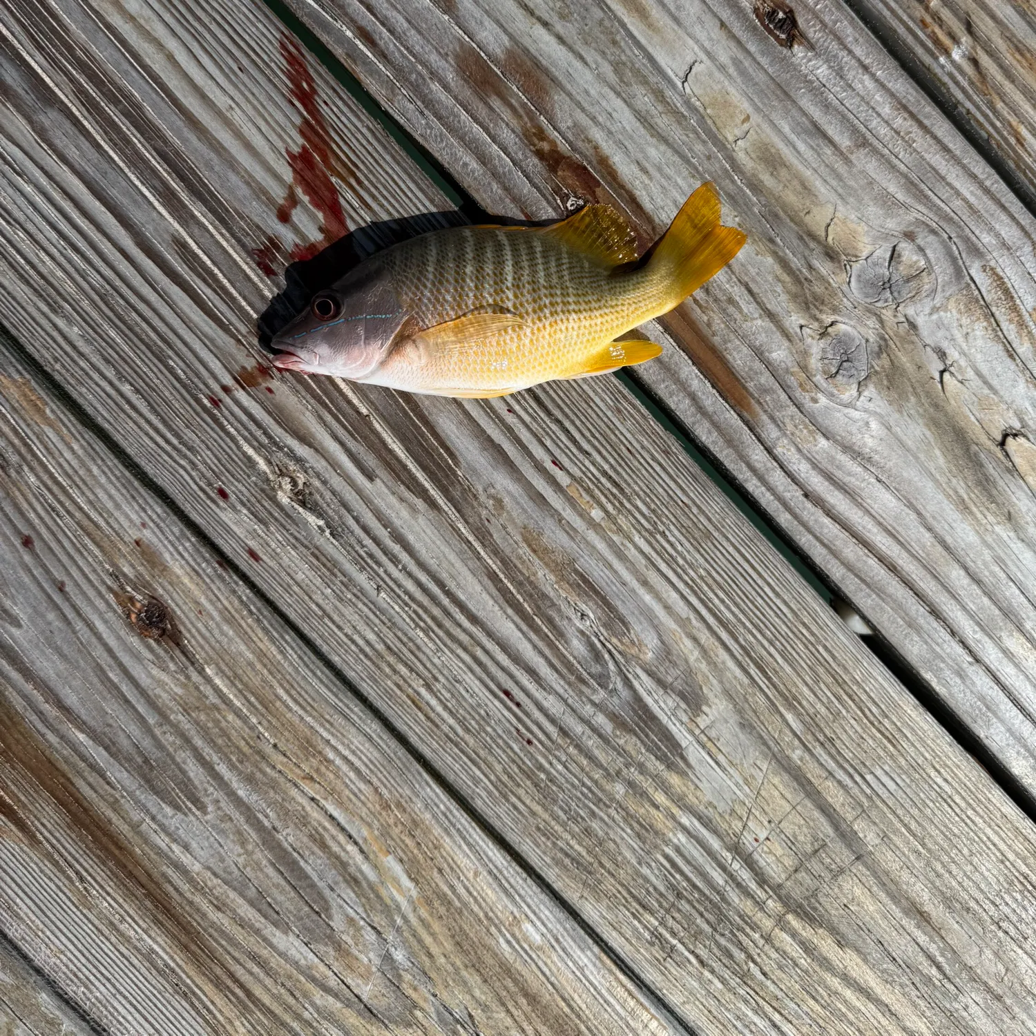 The most recent Schoolmaster snapper catches on Fishbrain