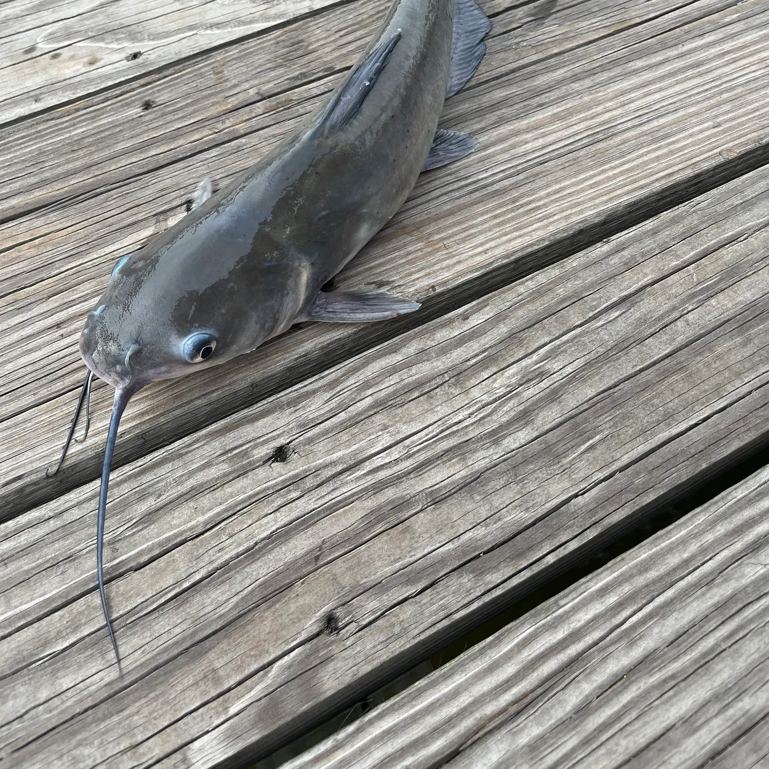 Channel catfish caught on Fishbrain