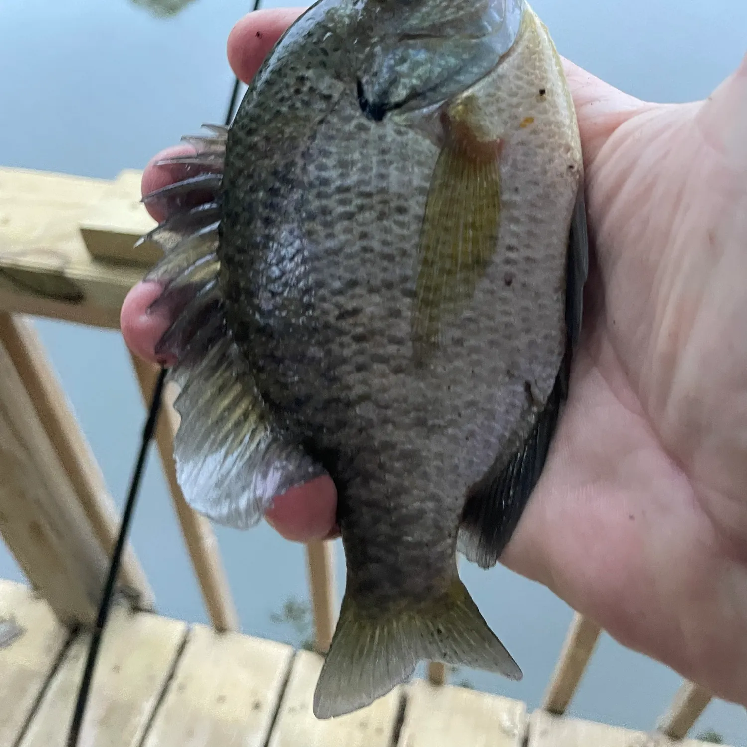 Bluegill caught on Fishbrain
