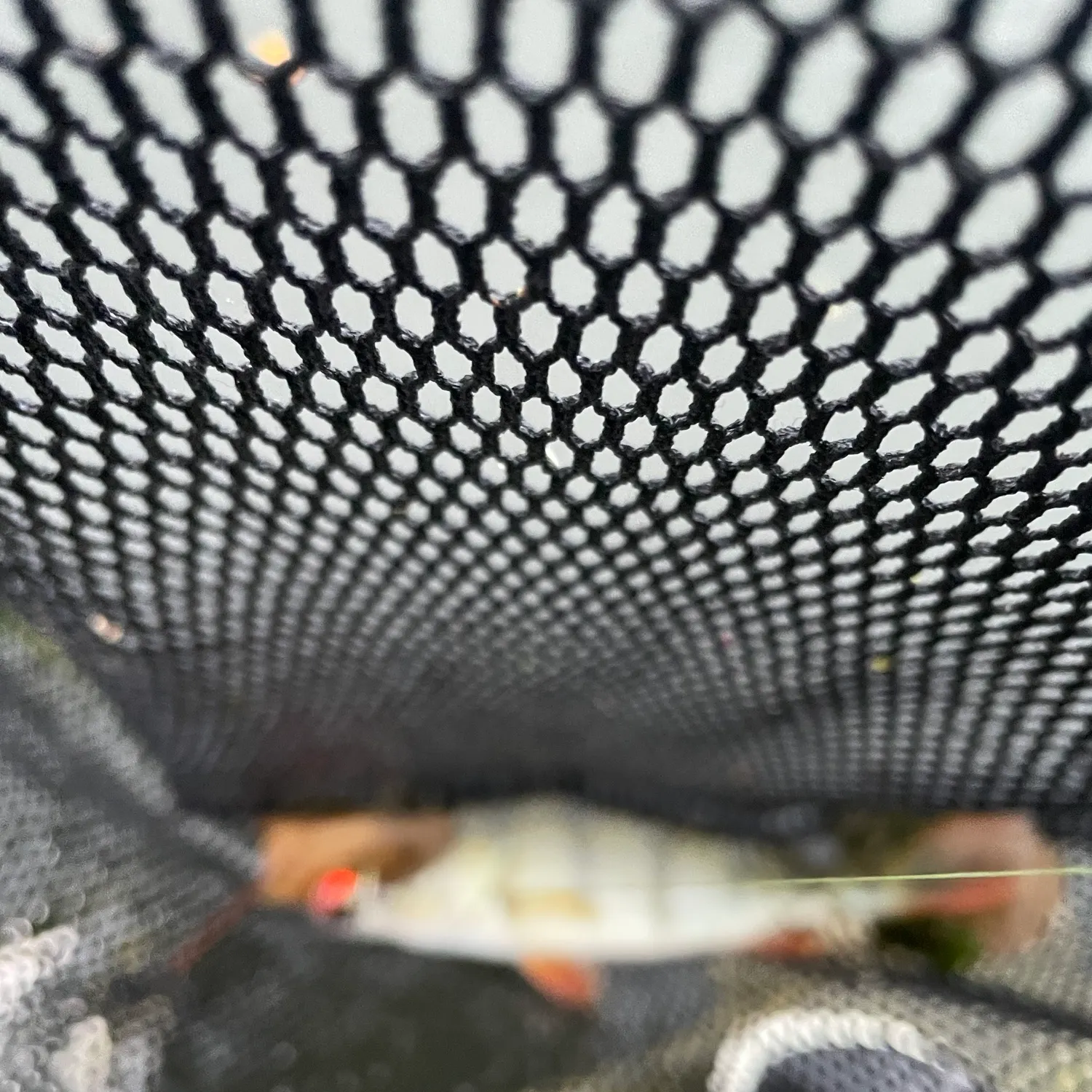 Fish caught on Fishbrain