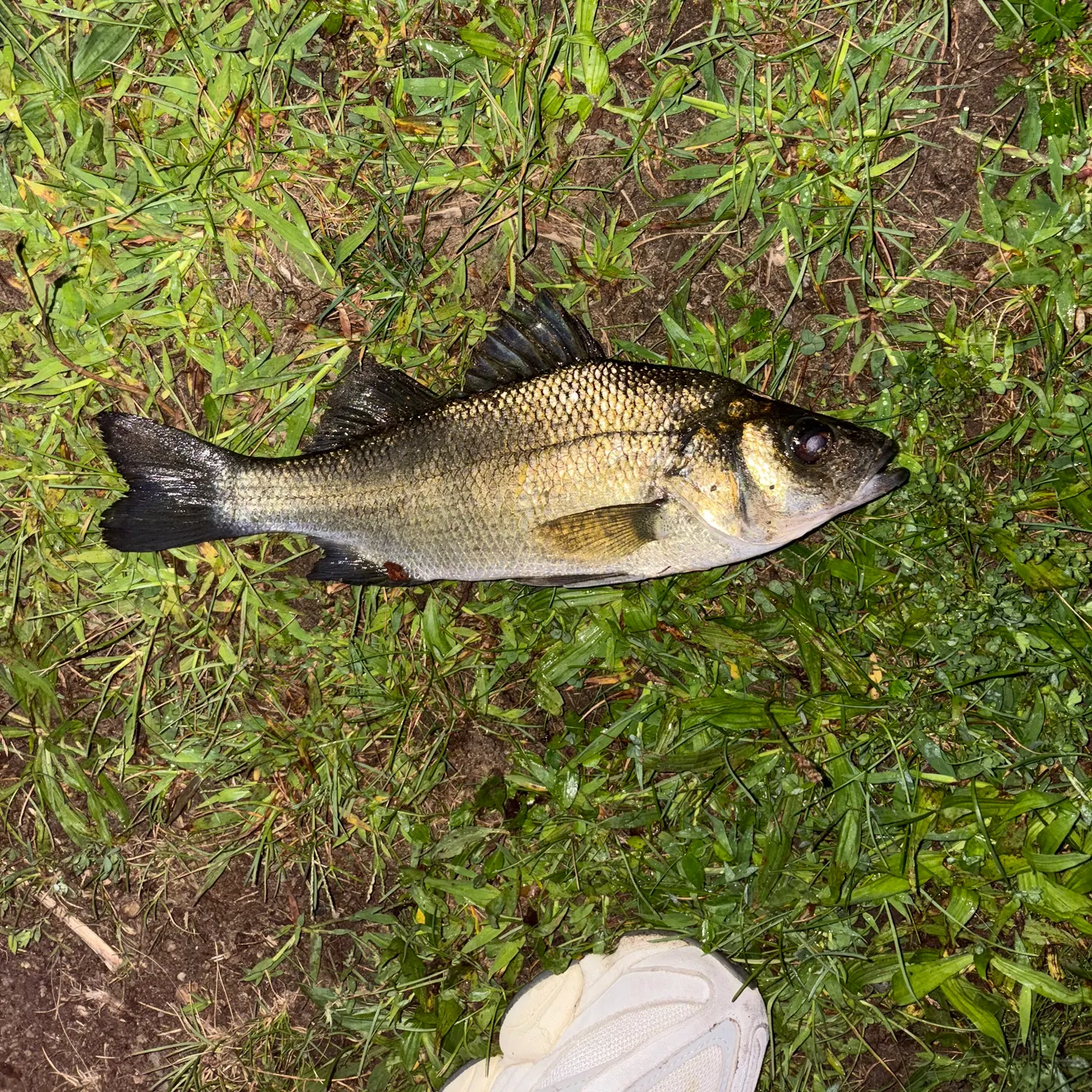 White perch caught on Fishbrain