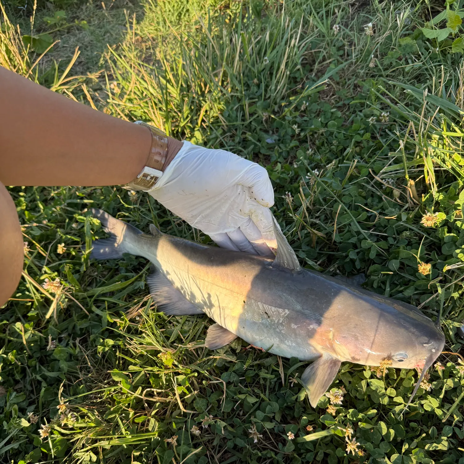 catch