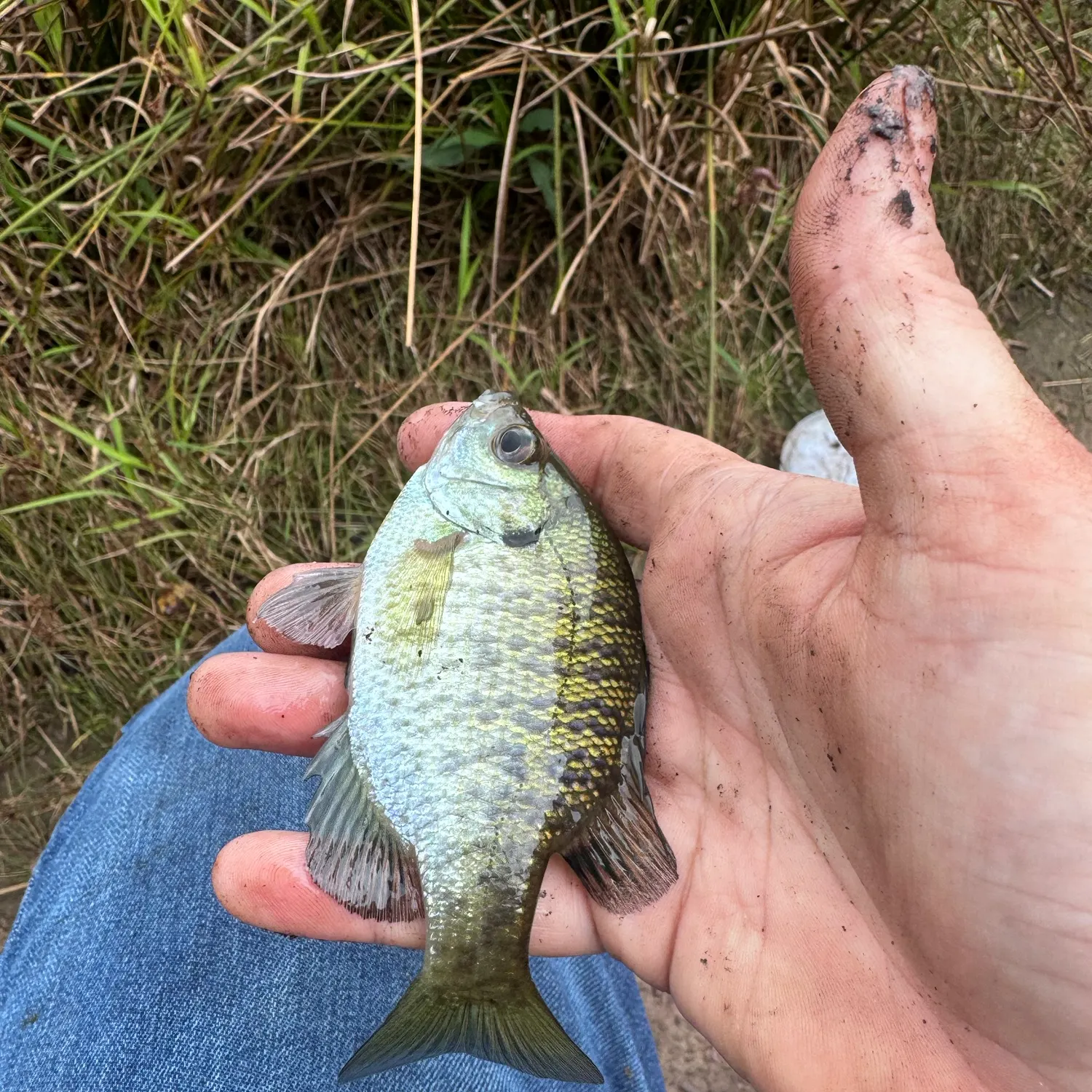 Bluegill caught on Fishbrain