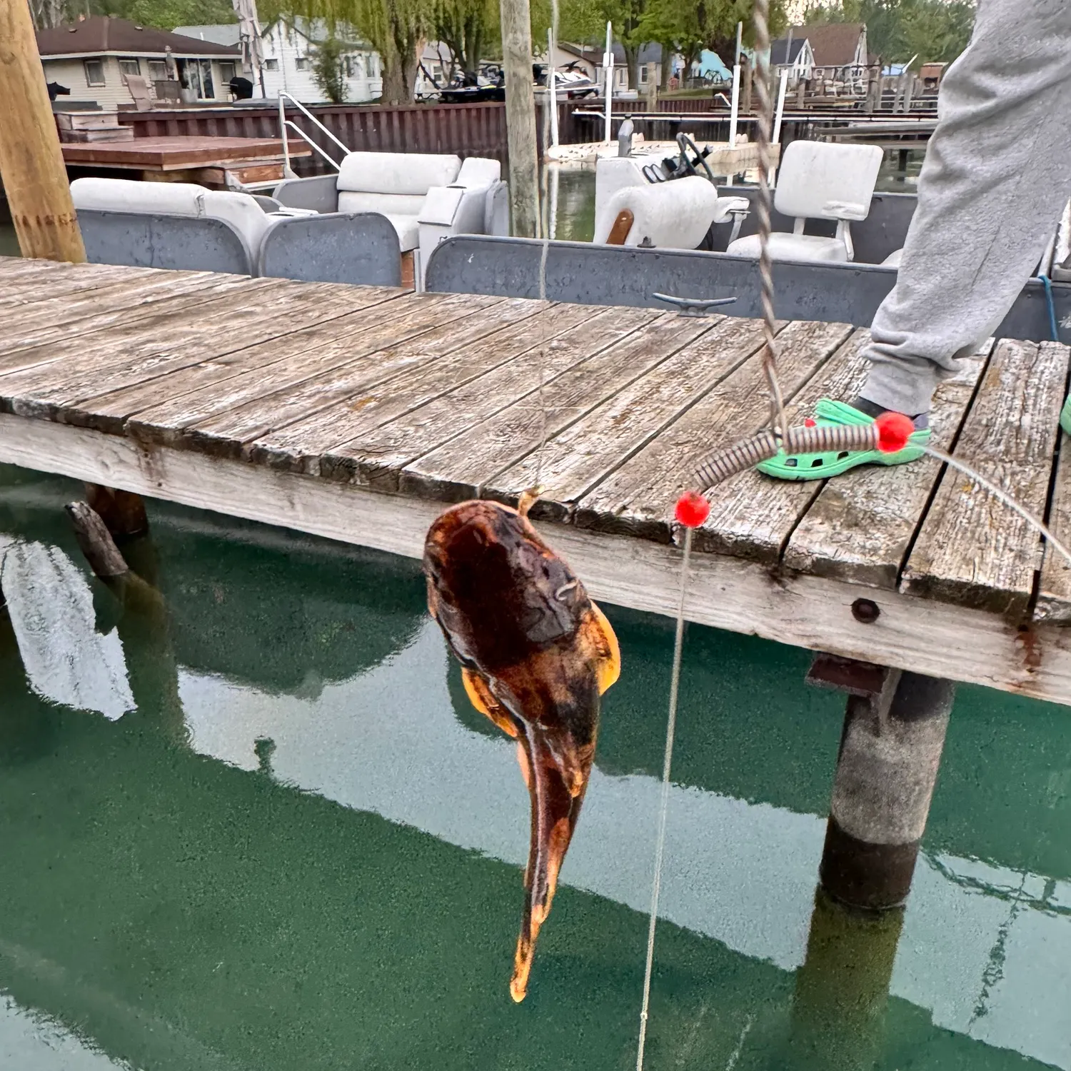 The most recent Northern madtom catches on Fishbrain