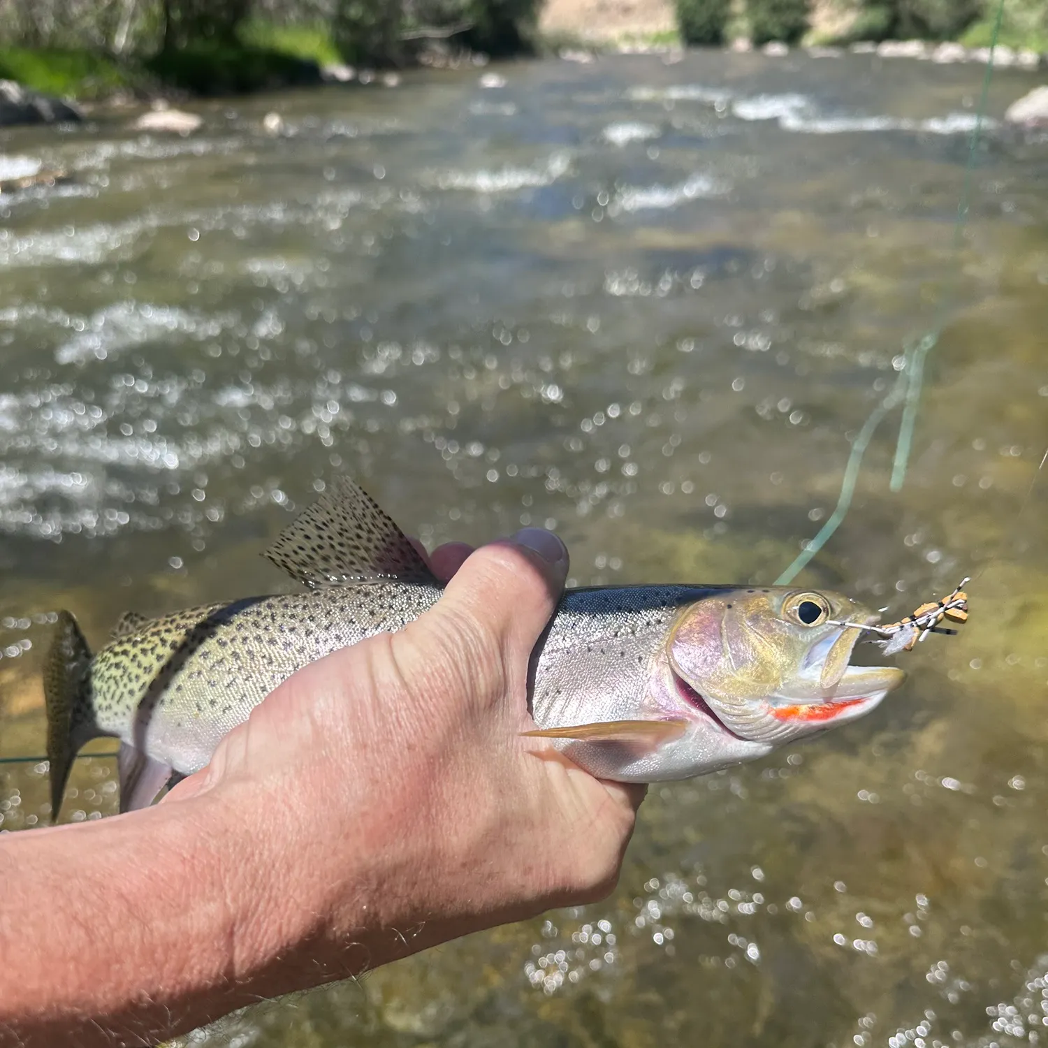 angler catch