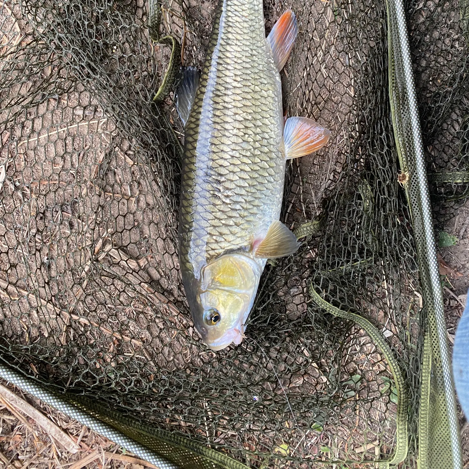 European chub caught on Fishbrain