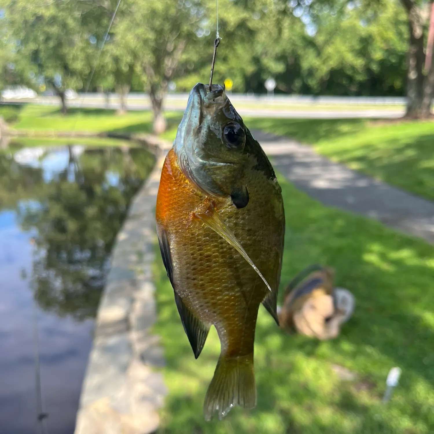 Bluegill caught on Fishbrain