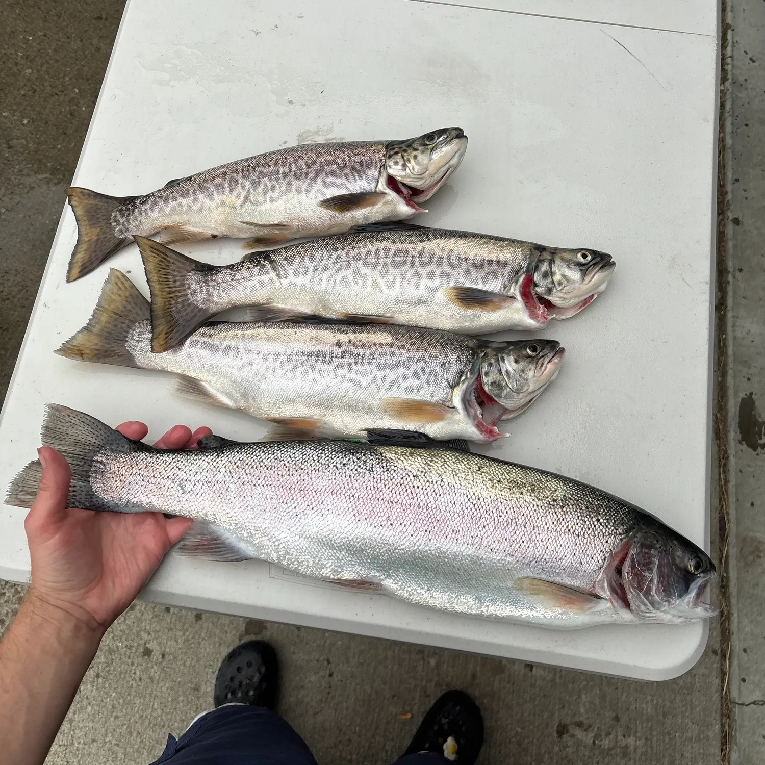 Tiger trout caught on Fishbrain