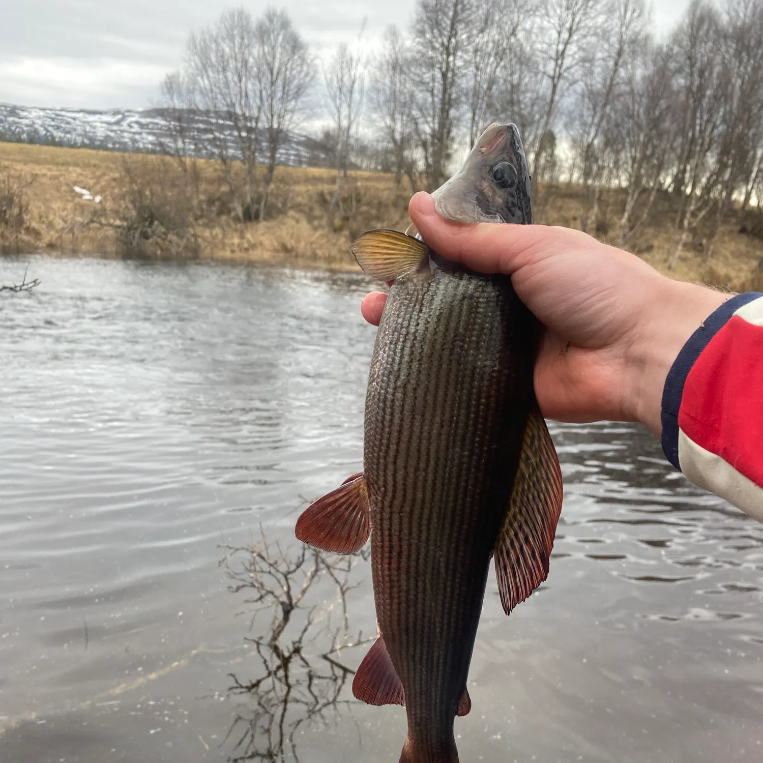 The most recent European grayling catches on Fishbrain