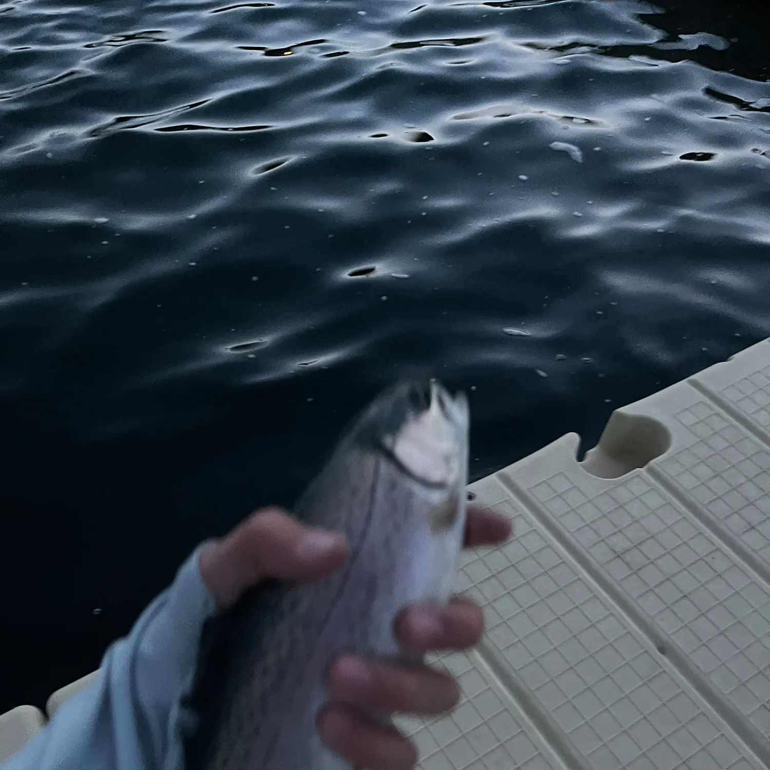 Rainbow trout caught on Fishbrain