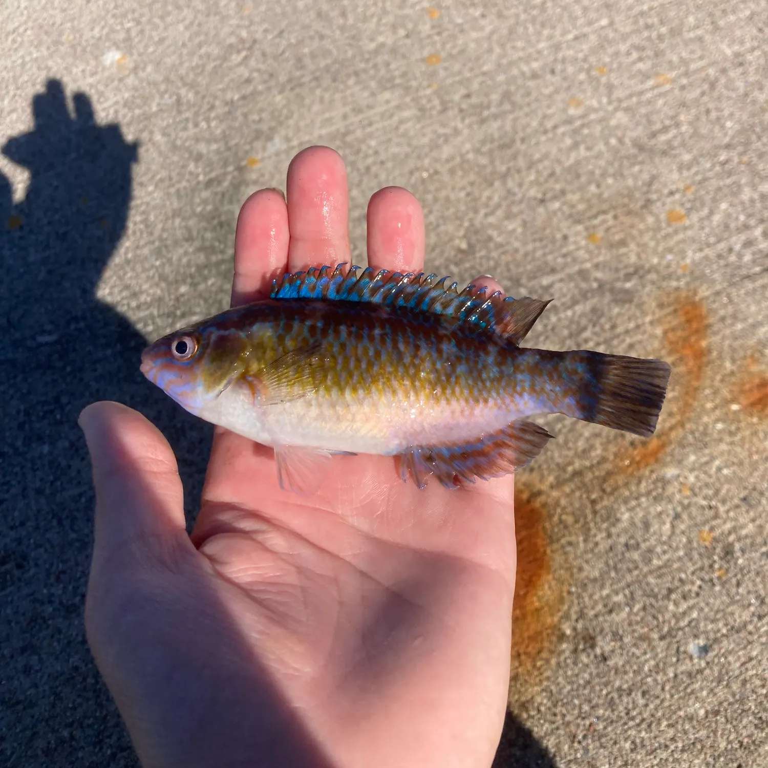 The most recent Rock cook catches on Fishbrain