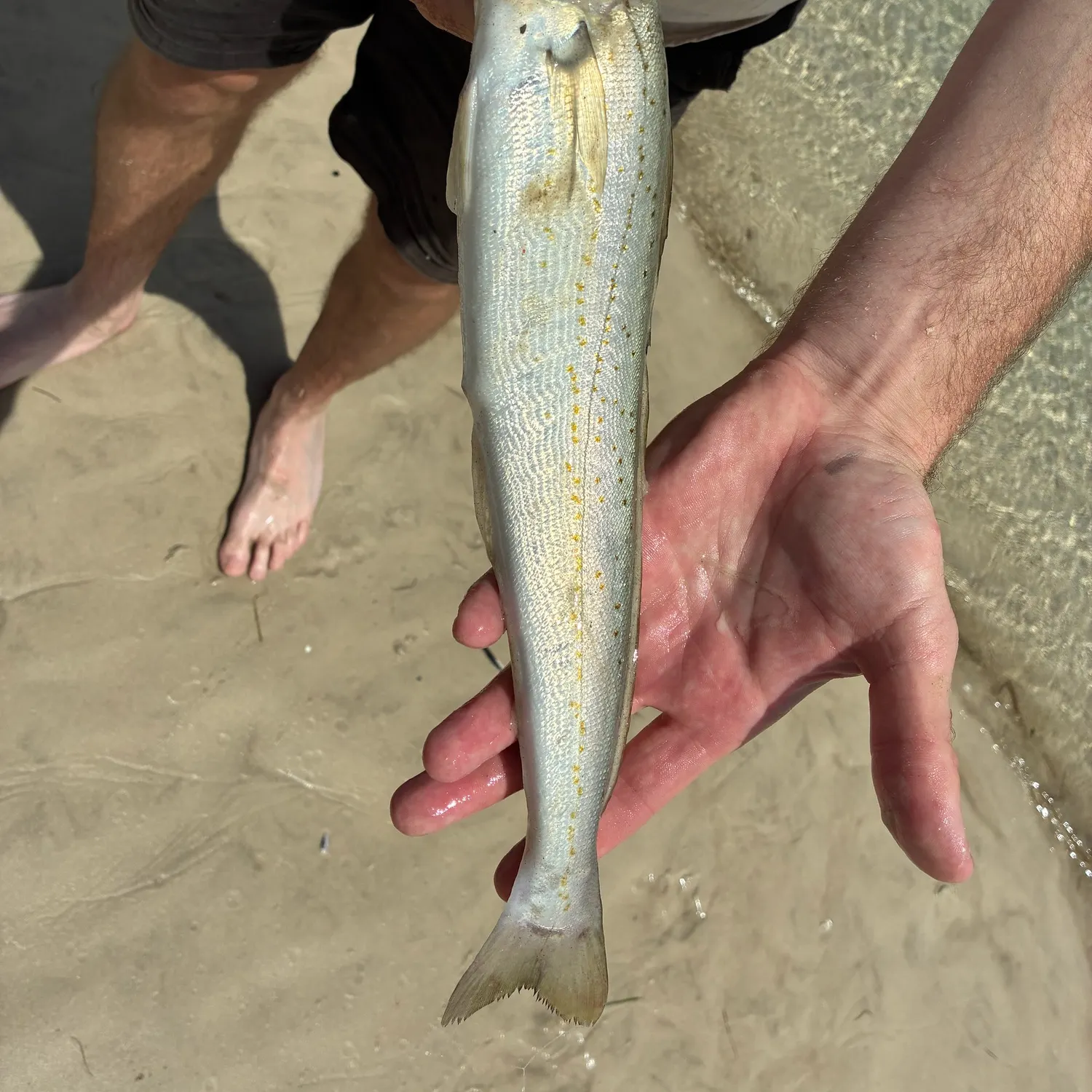 The most recent King George whiting catches on Fishbrain