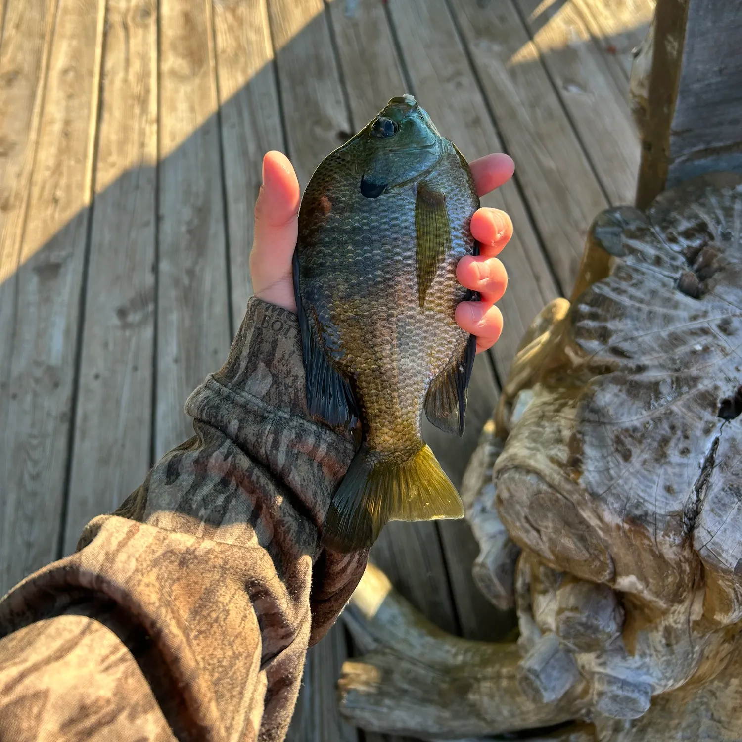 recently logged catches