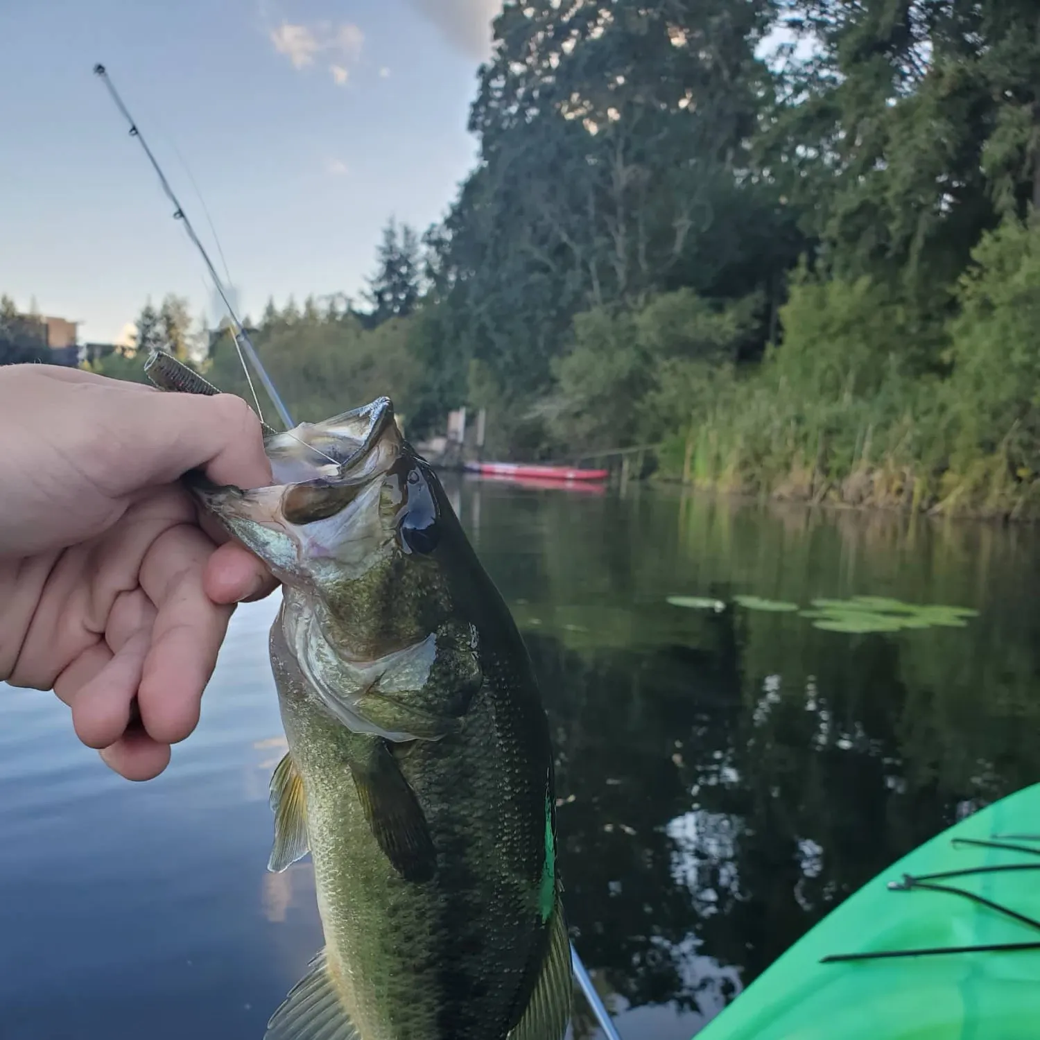 Largemouth bass caught on Fishbrain