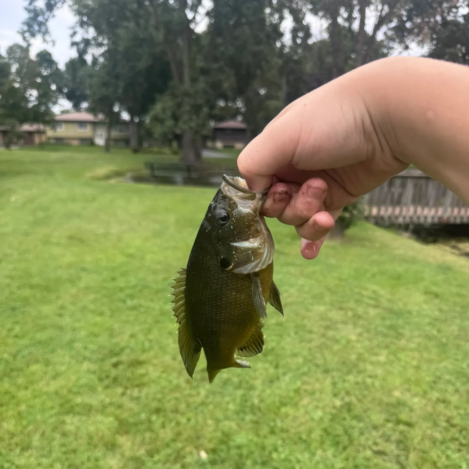 Green sunfish caught on Fishbrain