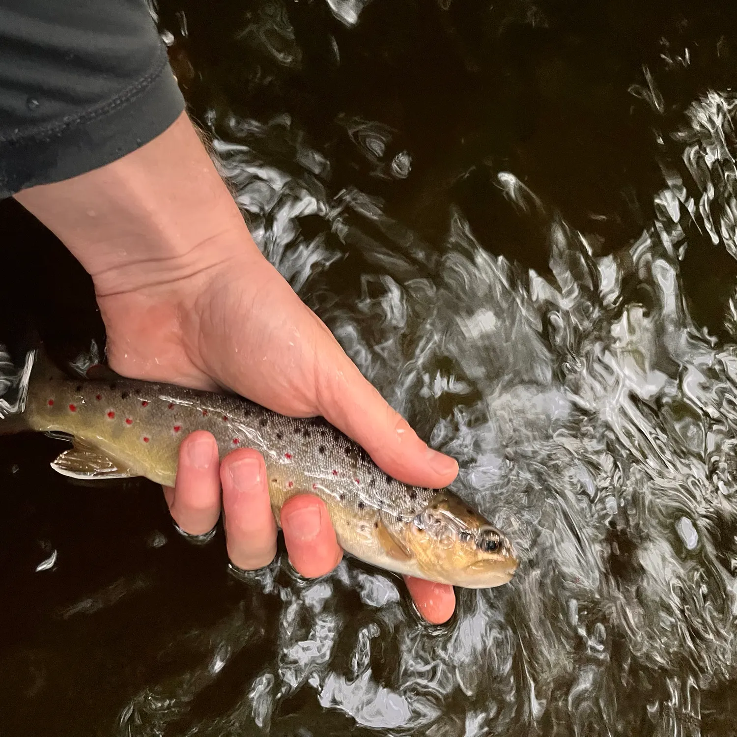 Brown trout caught on Fishbrain