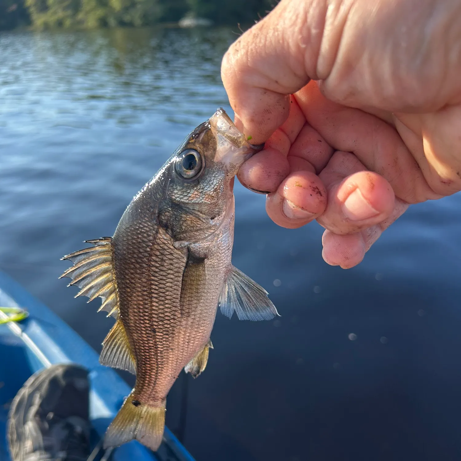White perch caught on Fishbrain