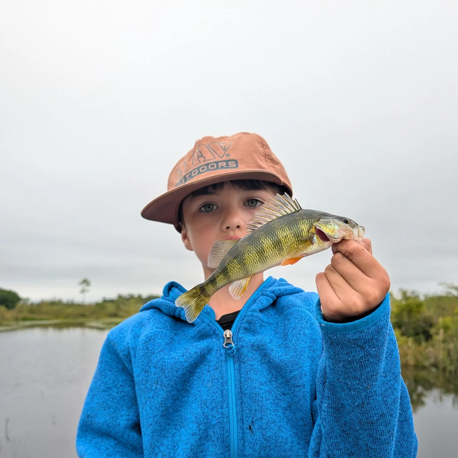 Yellow perch caught on Fishbrain