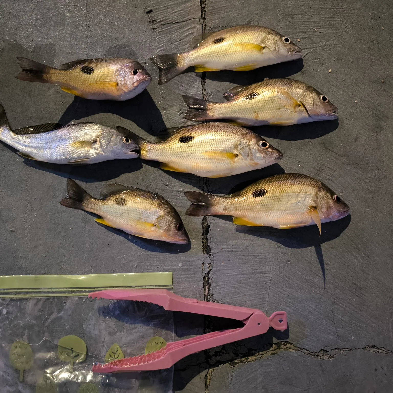 recently logged catches