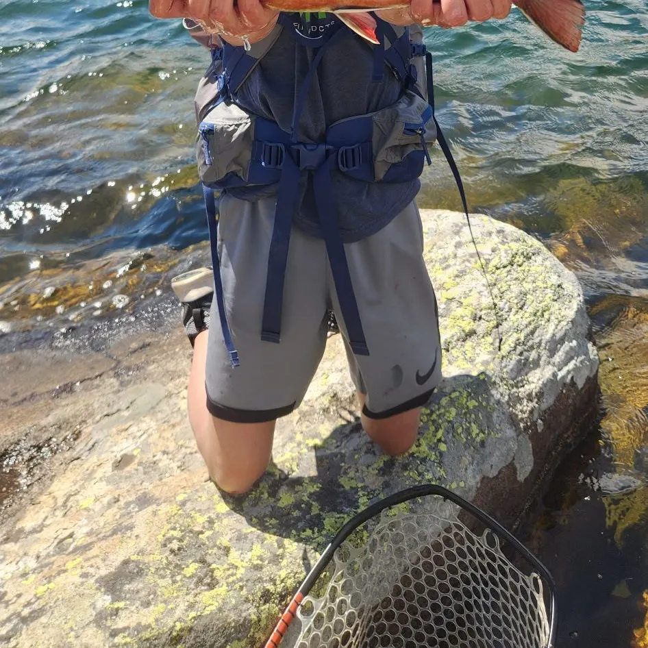 Brook trout caught on Fishbrain