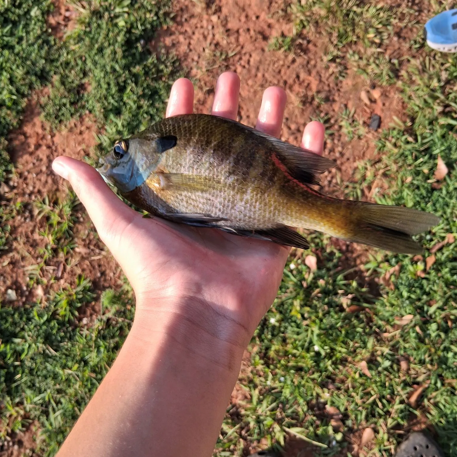 Bluegill caught on Fishbrain
