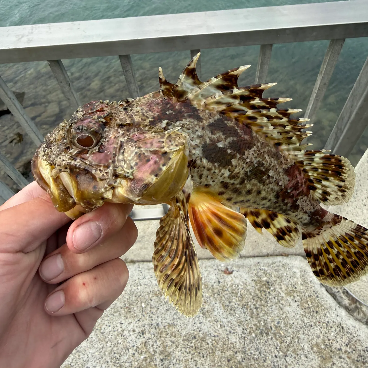 The most recent California scorpionfish catches on Fishbrain