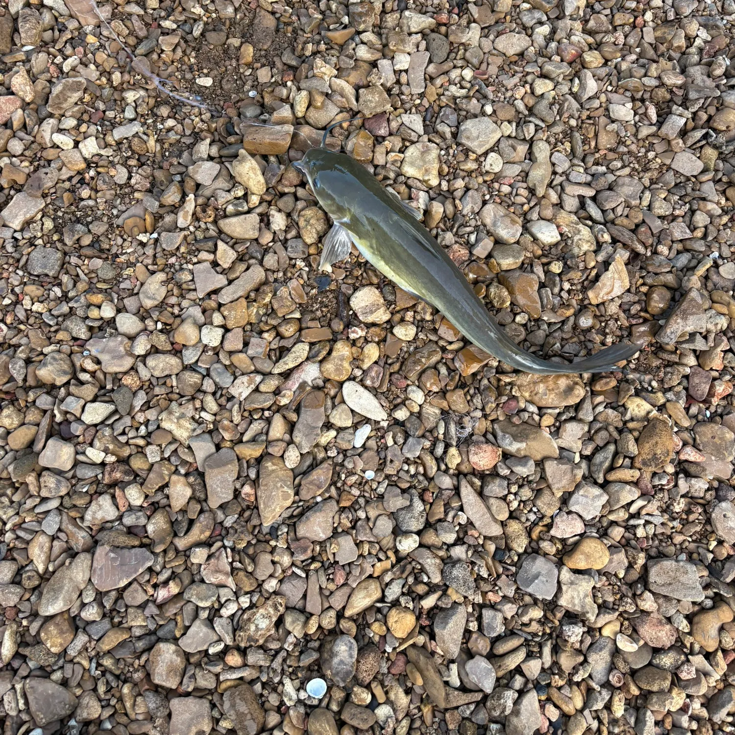 Channel catfish caught on Fishbrain