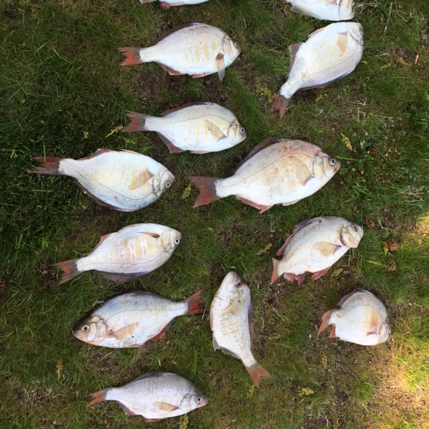 recently logged catches