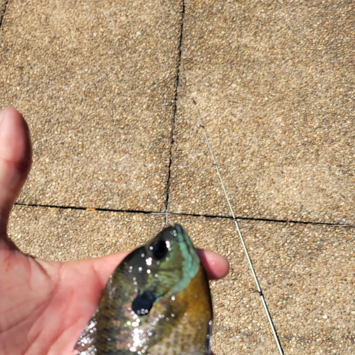 Bluegill caught on Fishbrain