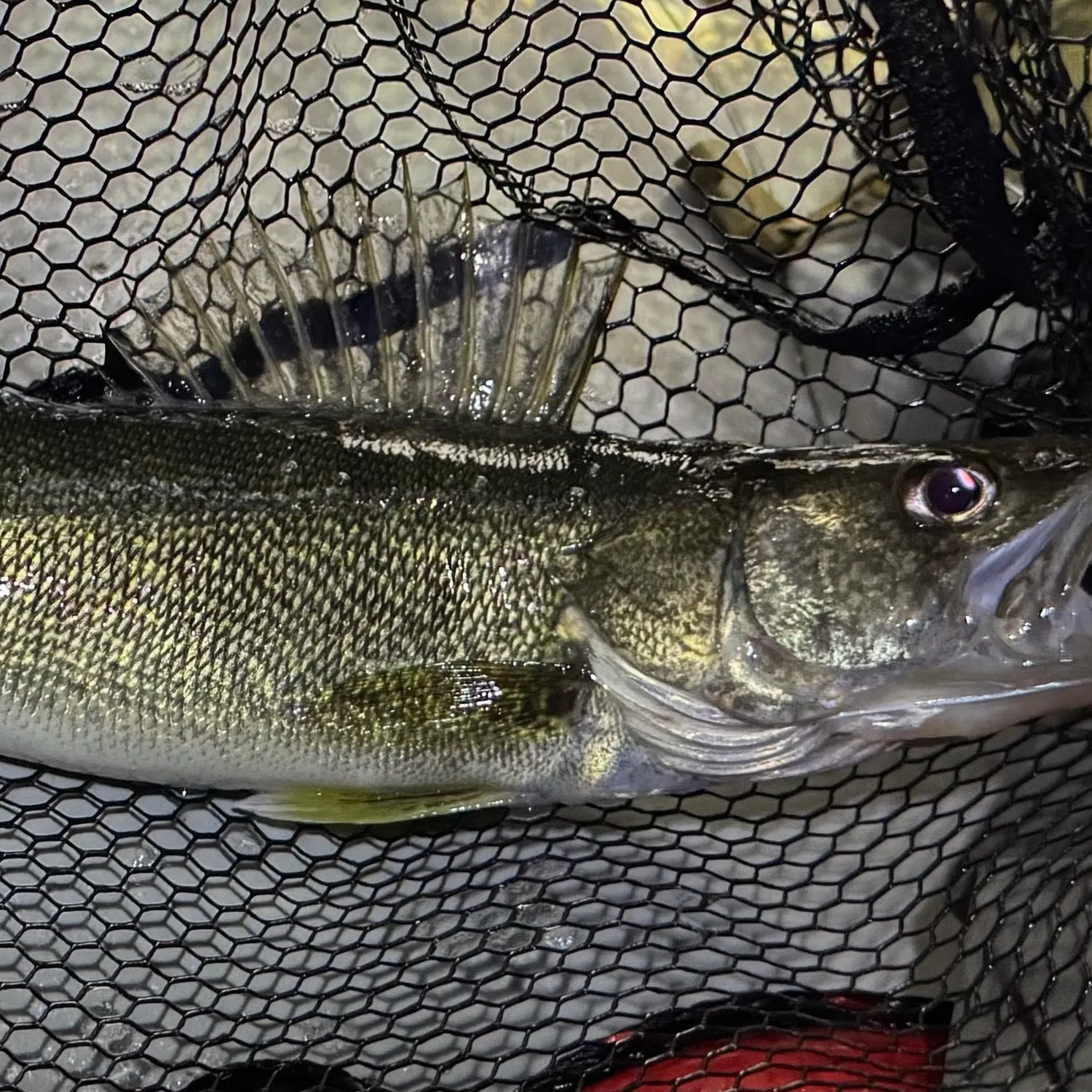 Walleye caught on Fishbrain