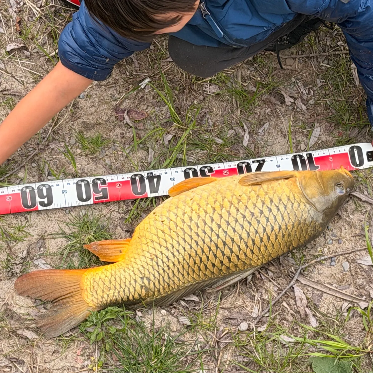 Common carp caught on Fishbrain