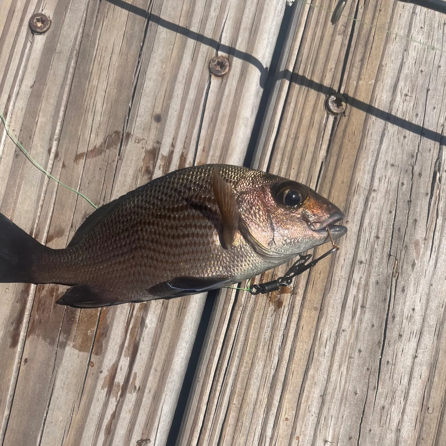 The most recent Sailor's choice grunt catches on Fishbrain