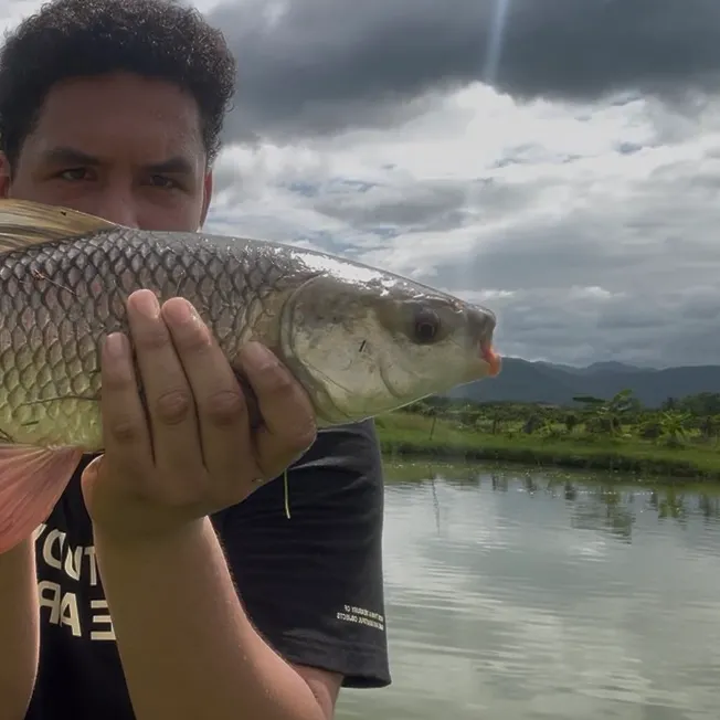 The most recent Rohu carp catches on Fishbrain