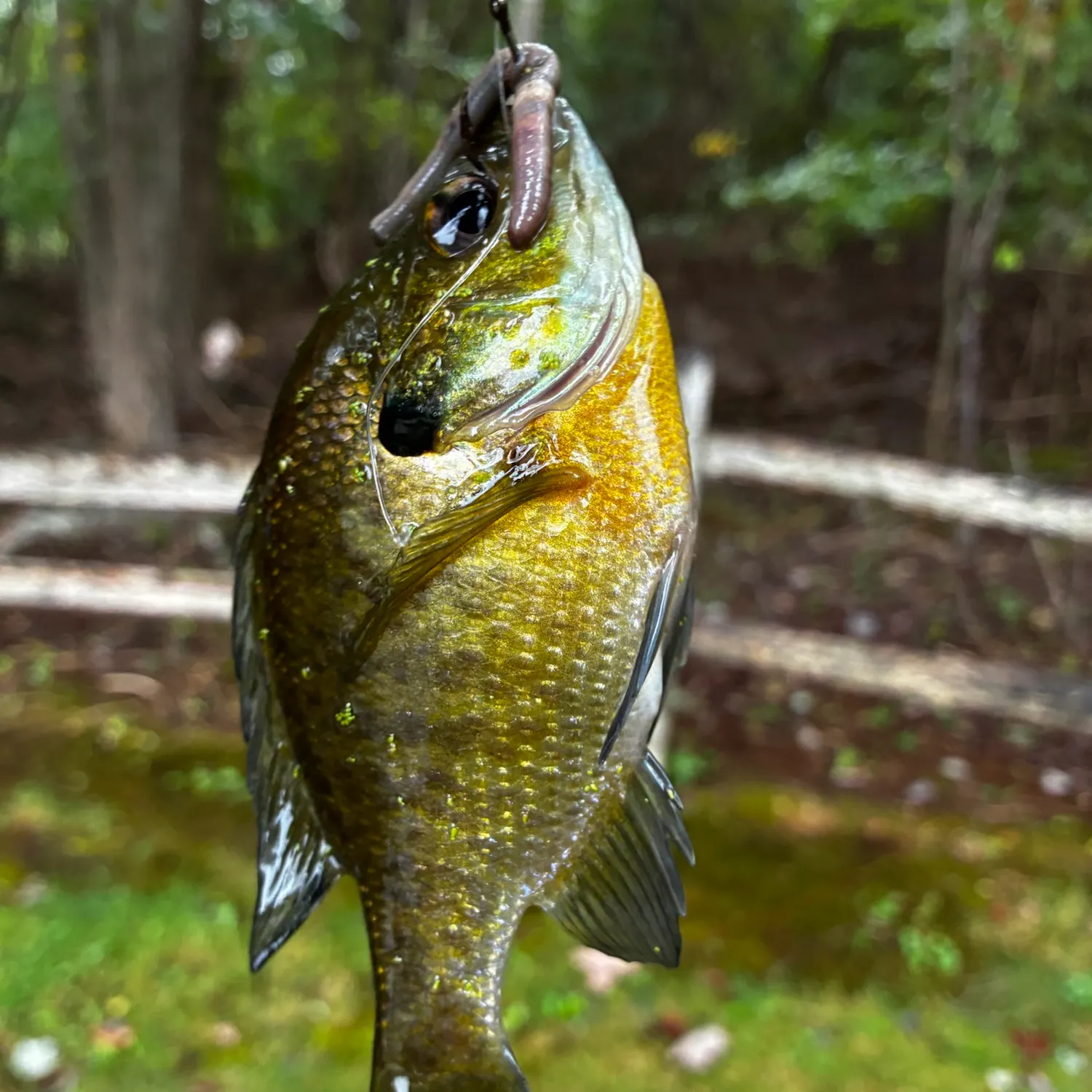 Bluegill caught on Fishbrain