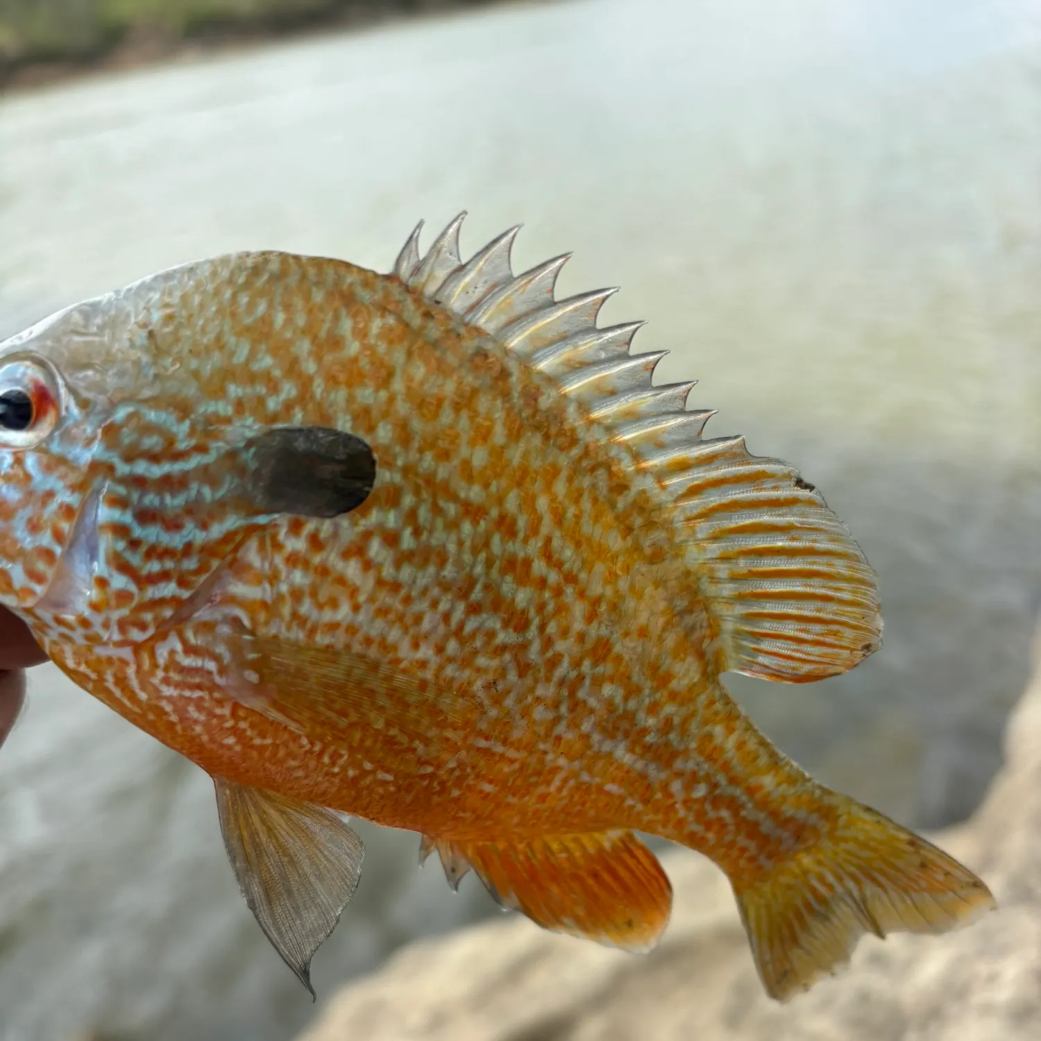 The most recent Longear sunfish catches on Fishbrain