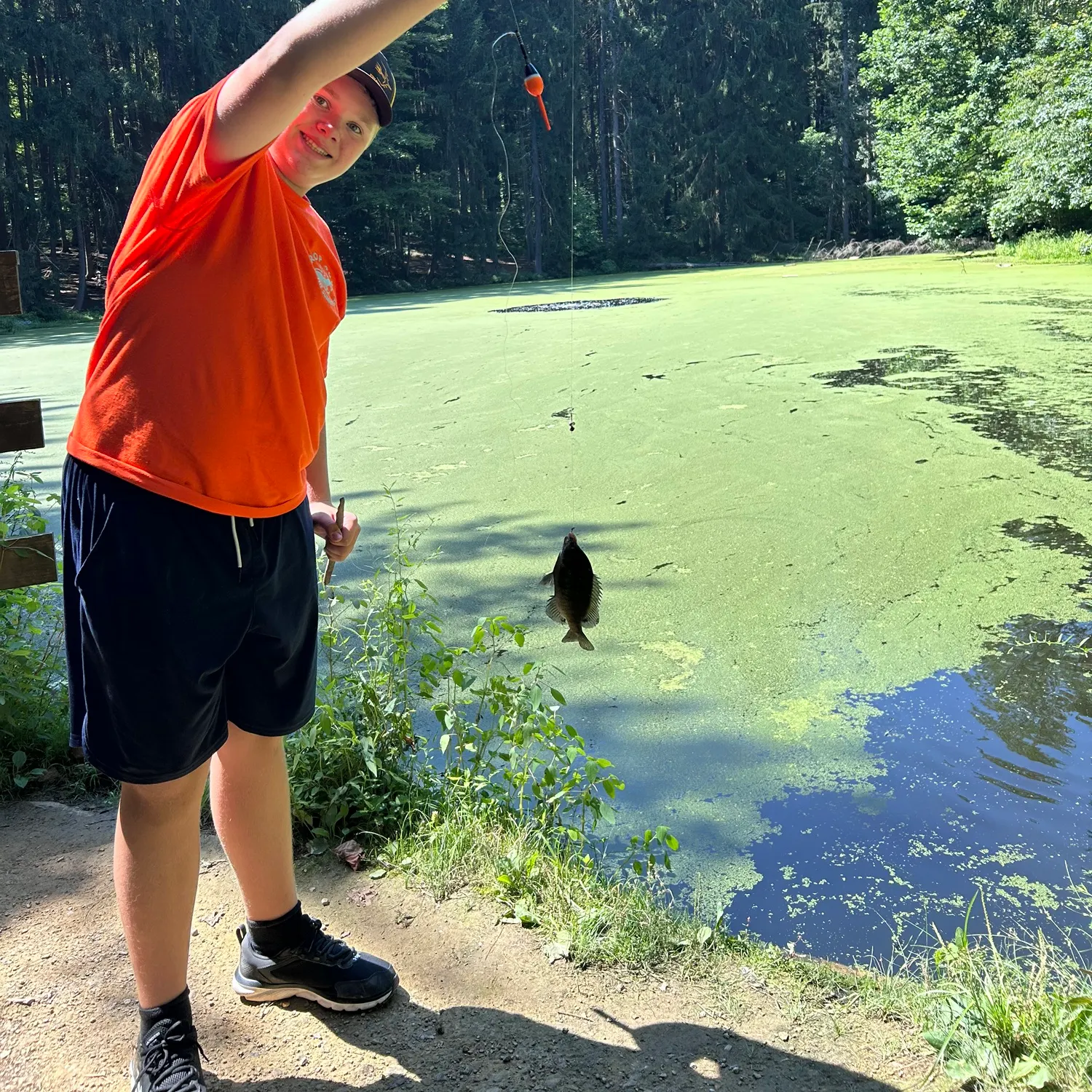 Bluegill caught on Fishbrain