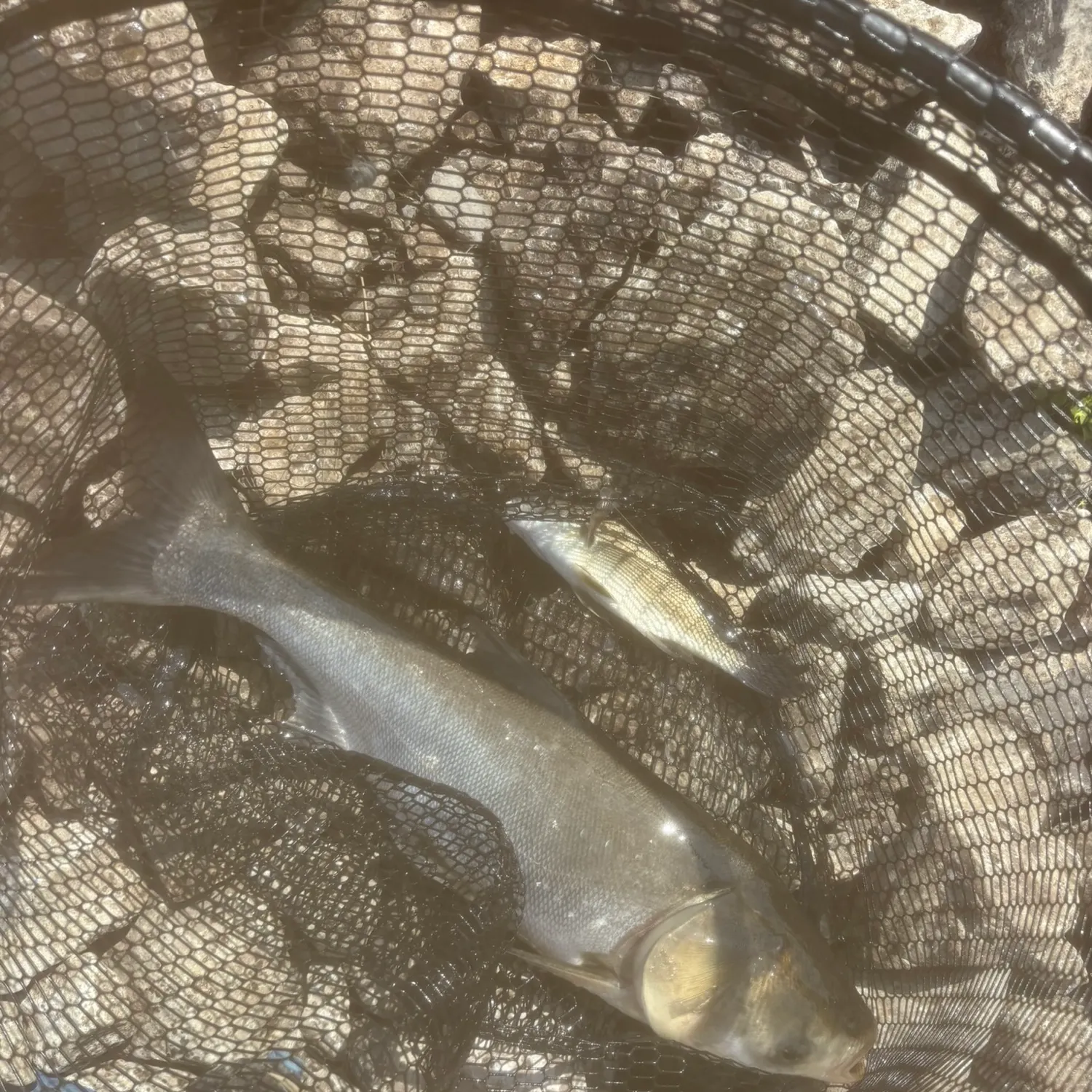 Silver carp caught on Fishbrain