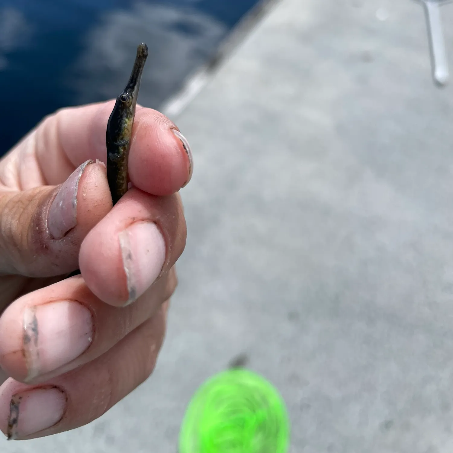The most recent Northern pipefish catches on Fishbrain
