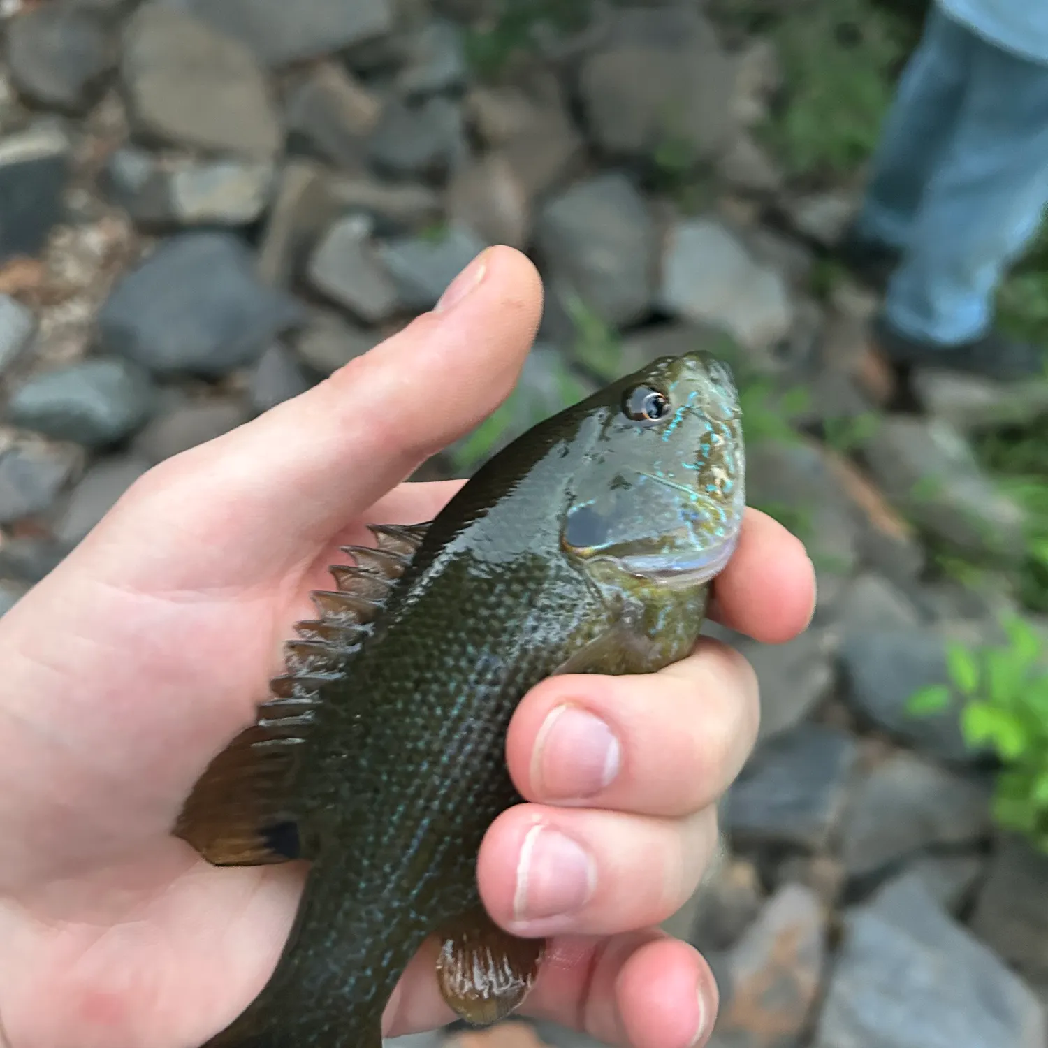 Green sunfish caught on Fishbrain