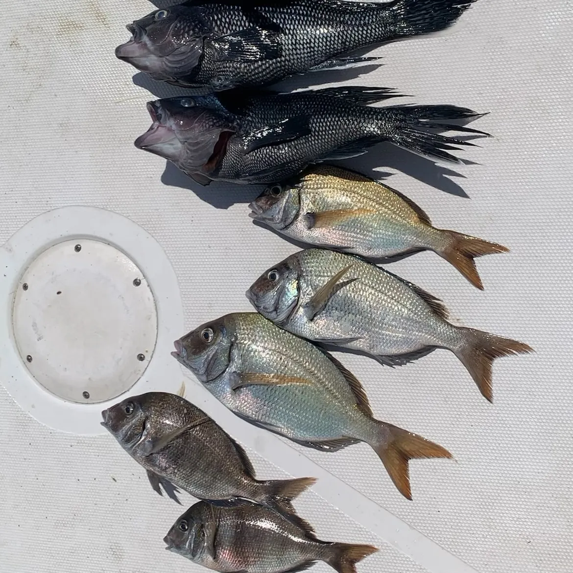 The most recent Scup catches on Fishbrain