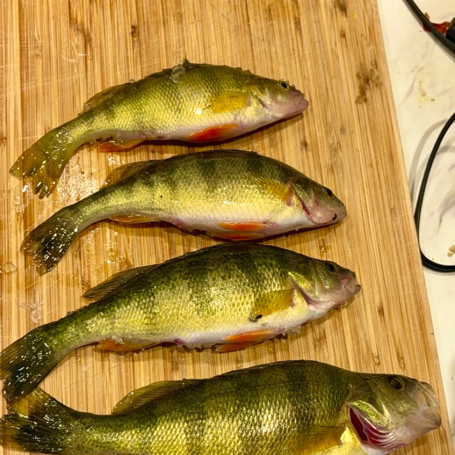 recently logged catches