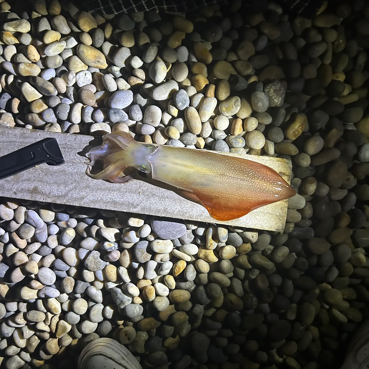 The most recent Gould's squid catches on Fishbrain