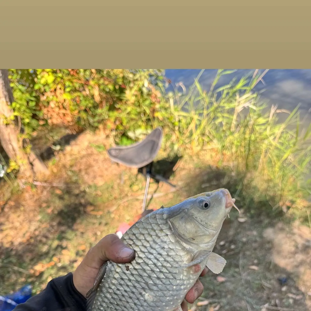 Common carp caught on Fishbrain